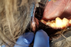 Zmiany próchnicowe w obrębie zębów trzonowych