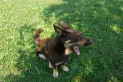 hugo 1