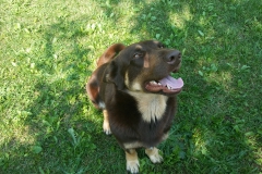 hugo 5